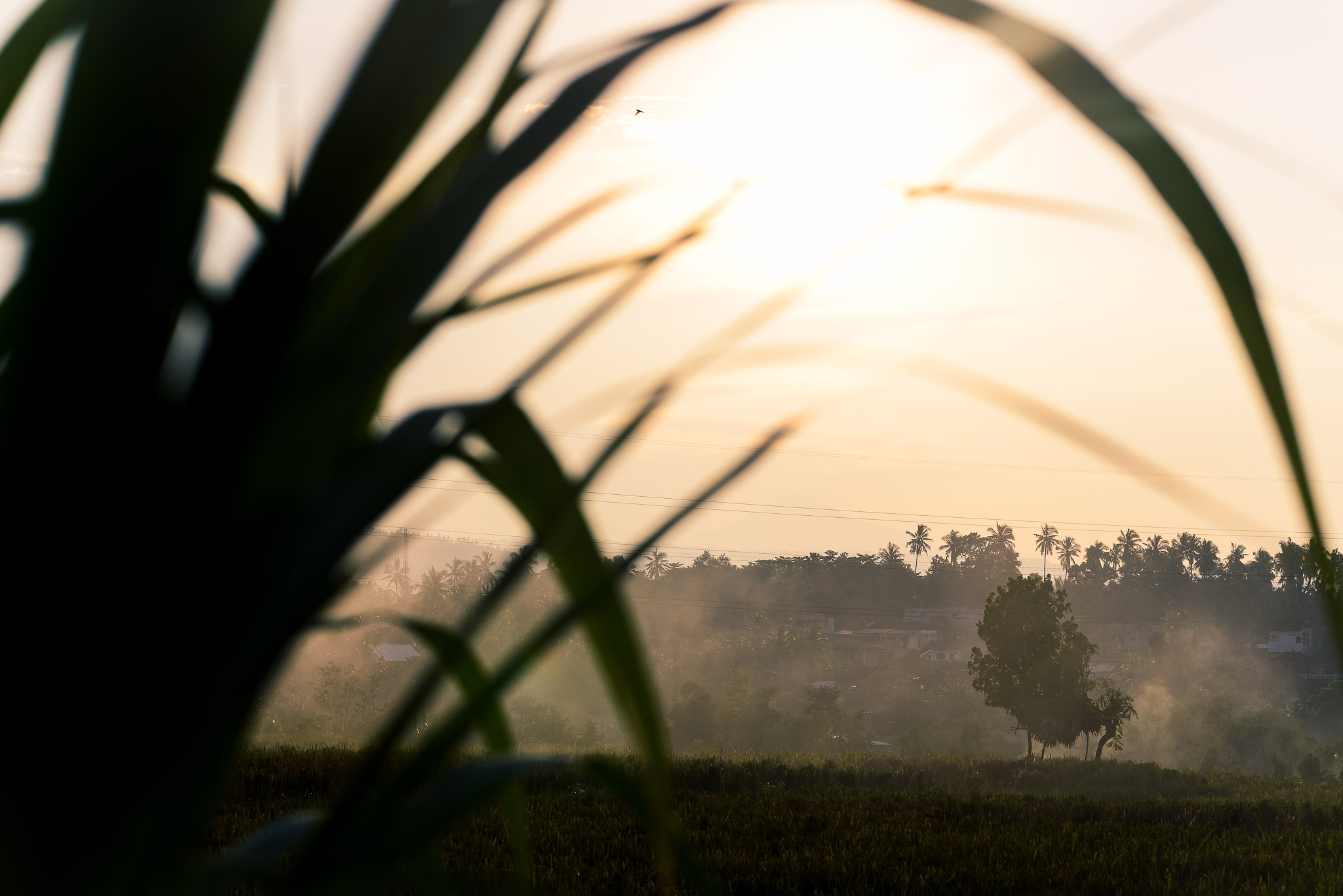  west bali - morning 1 IV 