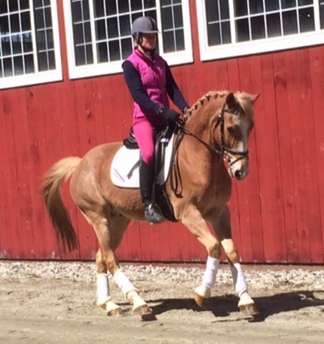 Congratulations to Tova Arnold of Utah on her purchase of Leo!!!! We could not be happier with this match, what a perfect duo! We look forward to hearing all about the successes that this pair will have together :-) !