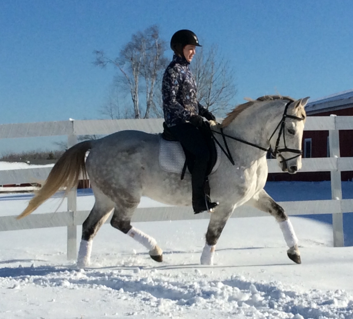 Congratulations to Karma Kitaj on her purchase of this wonderful horse! With the help of Jess Systo Karma and Andy will have great success together!
