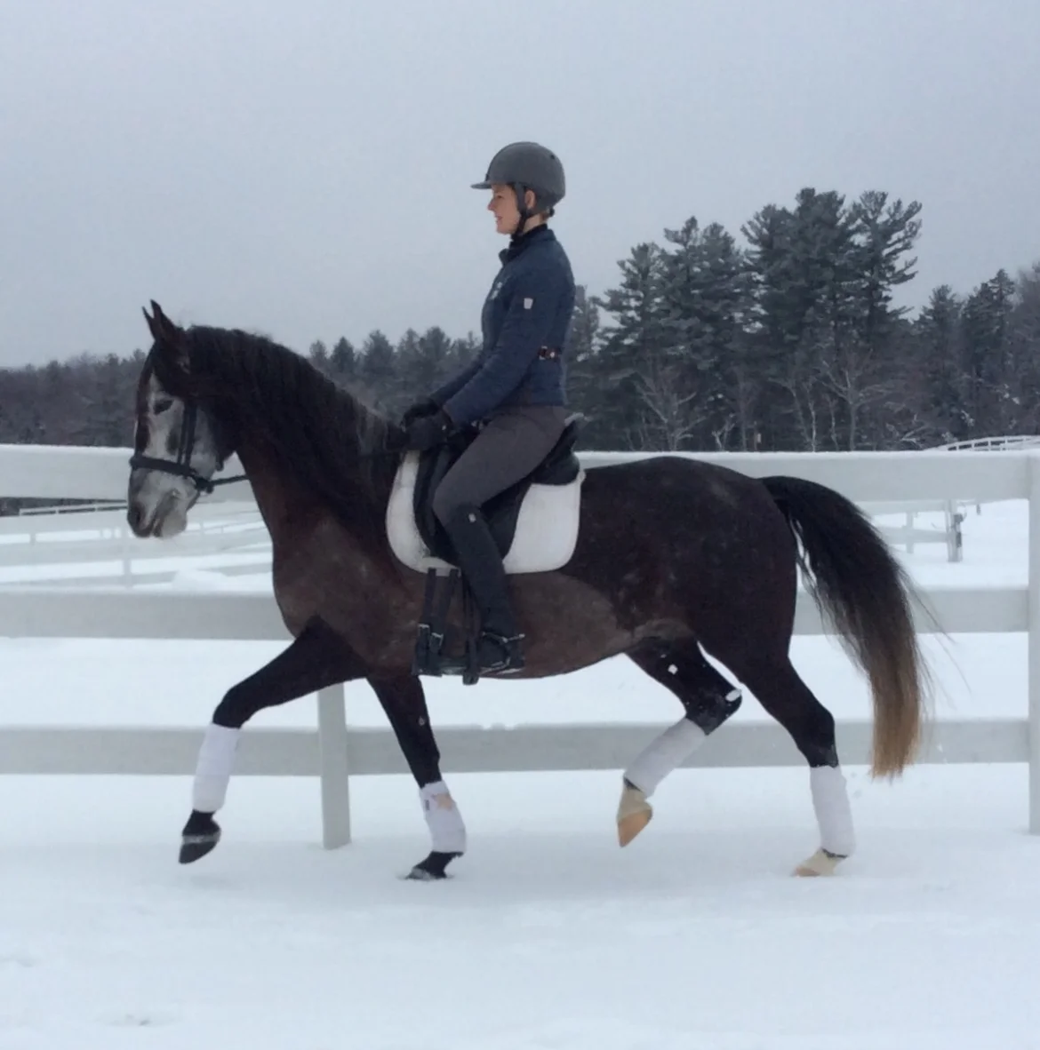 Gervasio_Trot1.jpg
