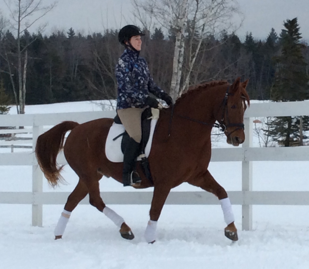 Congratulations to Karen Latter on fulfilling her lifelong dream by purchasing this dear boy! We know that they will have a wonderful partnership and friendship and we couldn't be happier for either of them!