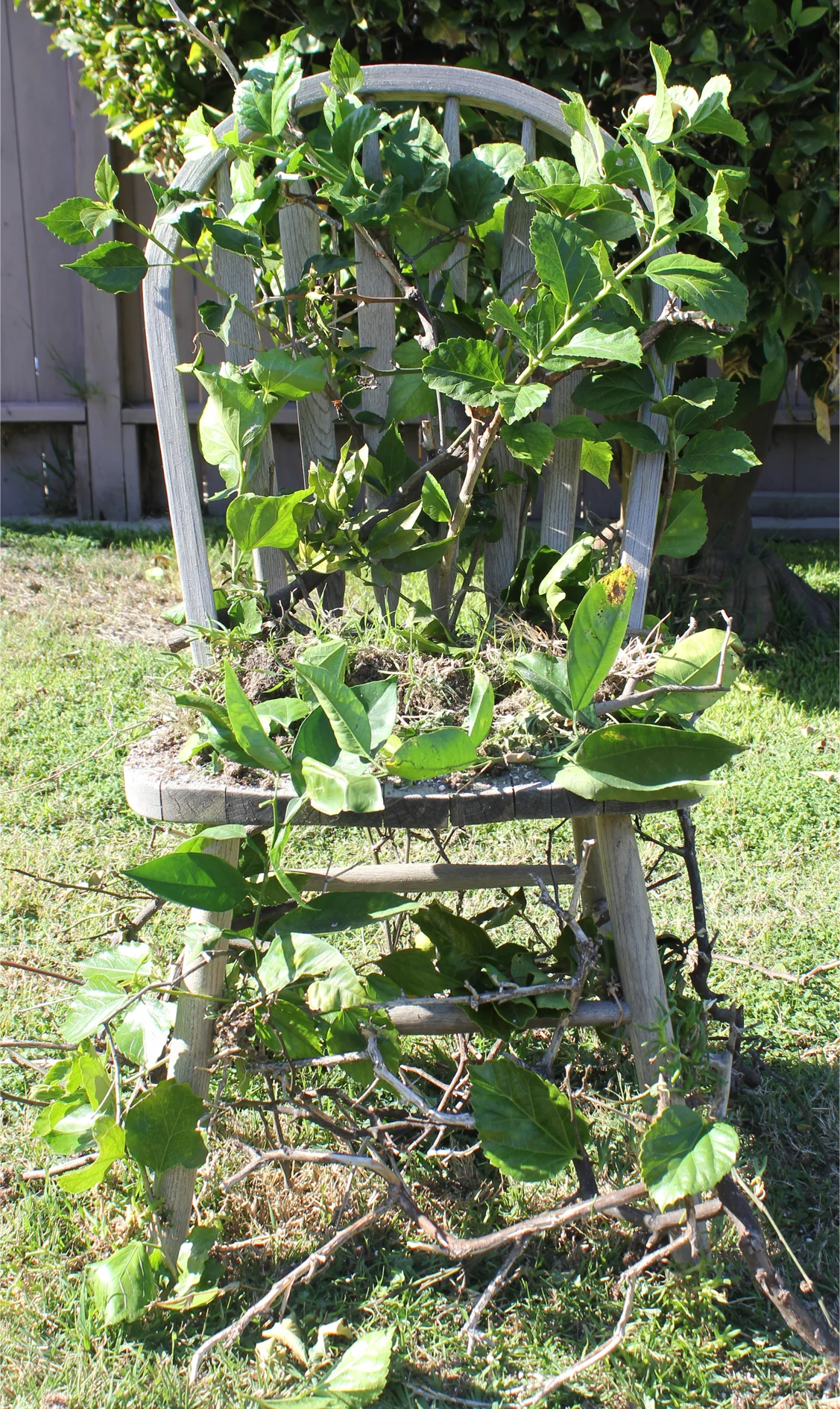 chair6.jpg