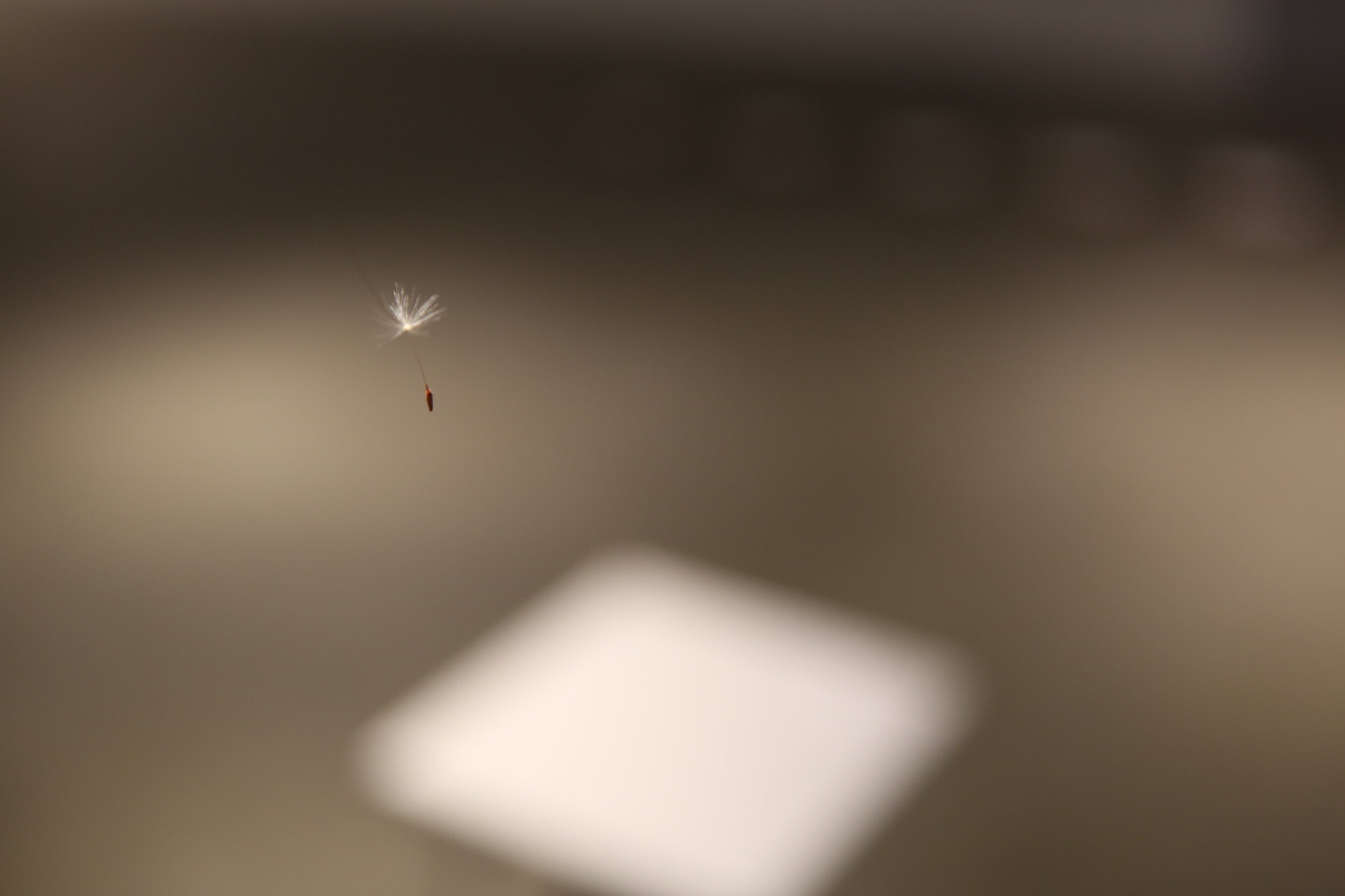 Copy of DP0A5667.JPG