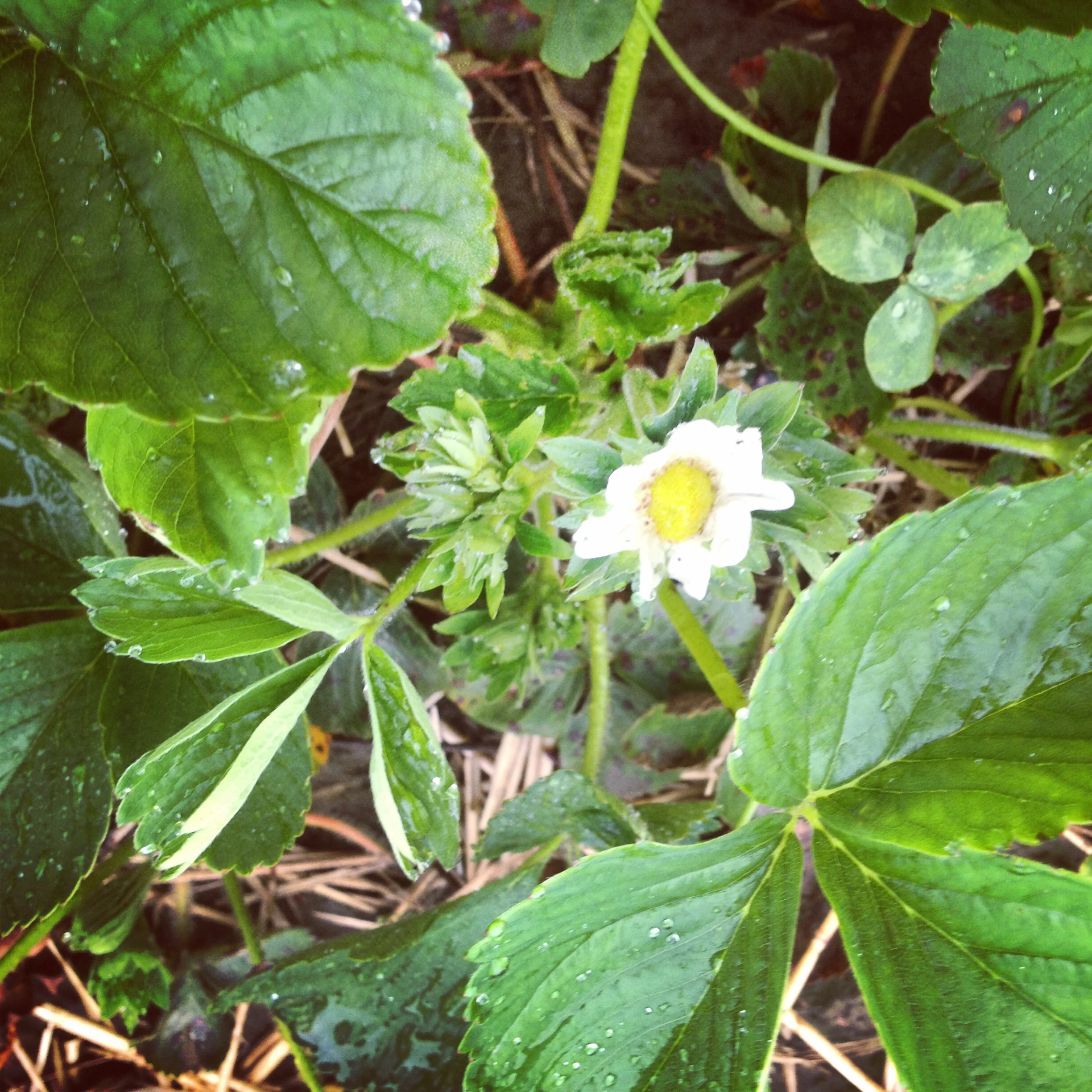 Looking forward to seeing this berry blossom once we are frost free... 