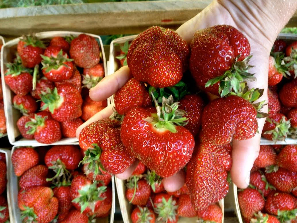 Farmstand Opening DAY!!!!