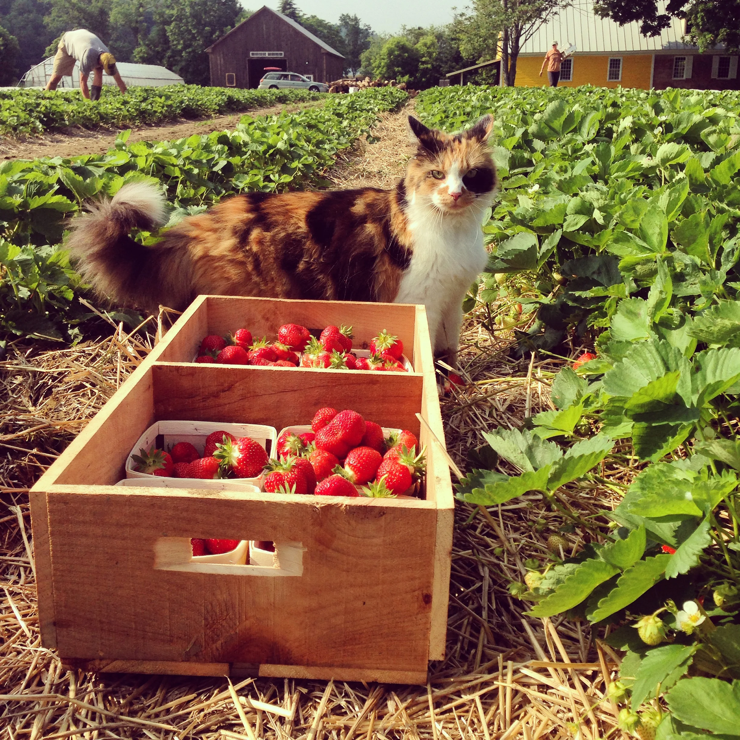 CSA Strawberry Gleaning!!