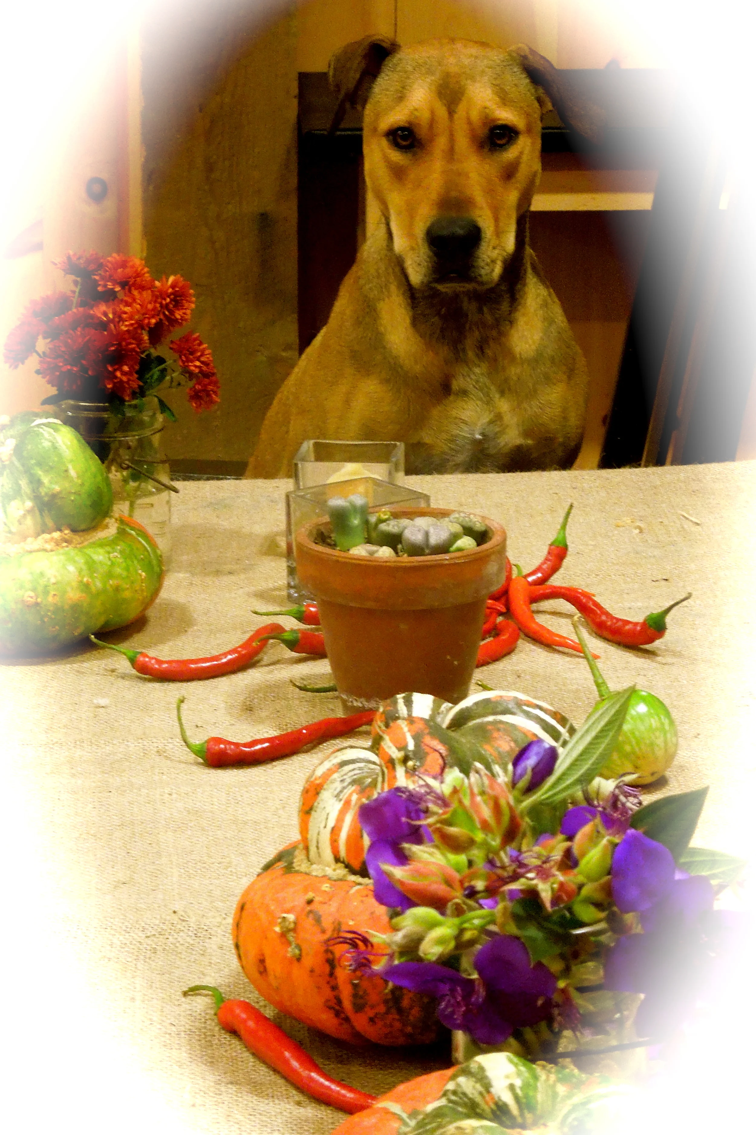 Harvest Party Potluck