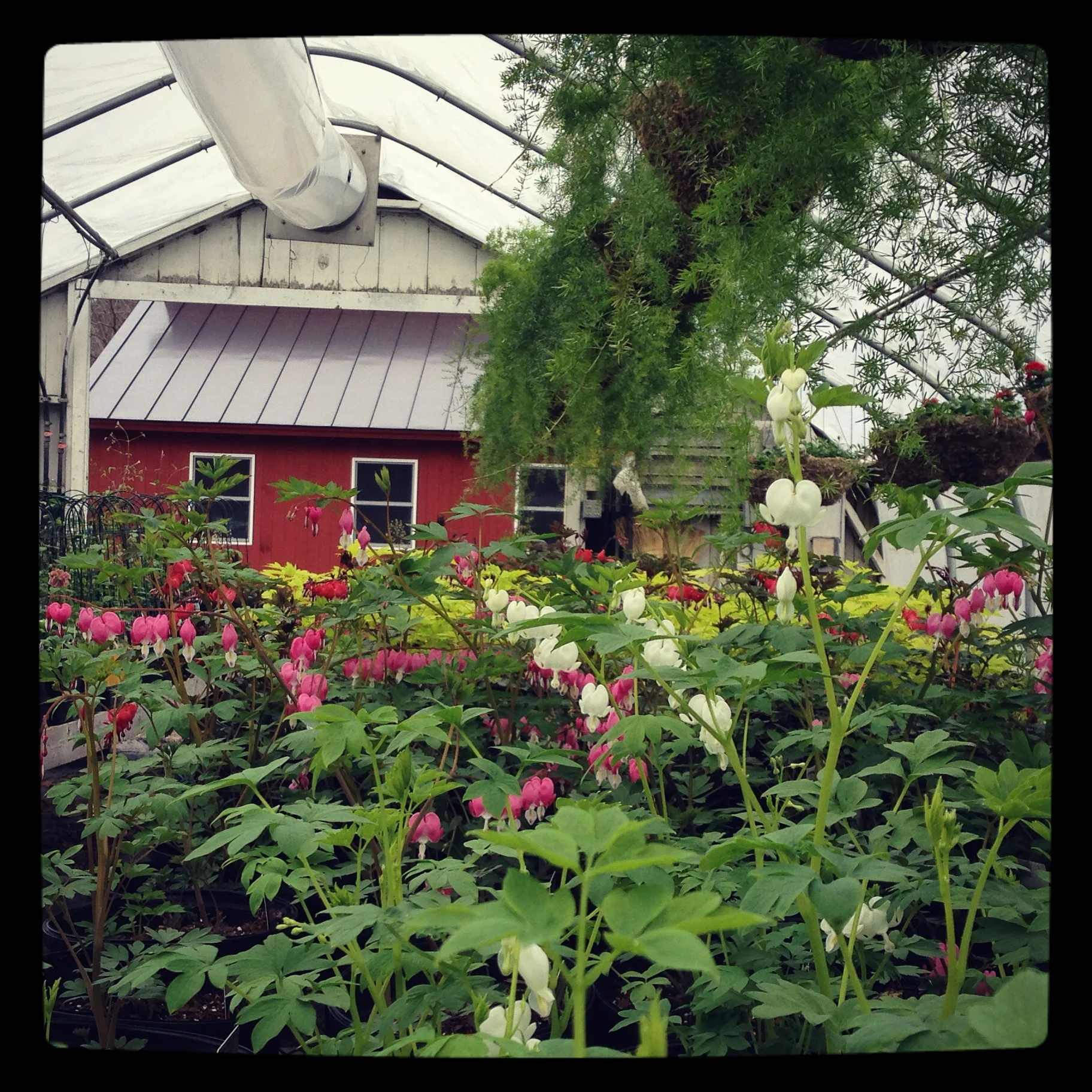 Green House Opening Day!!!