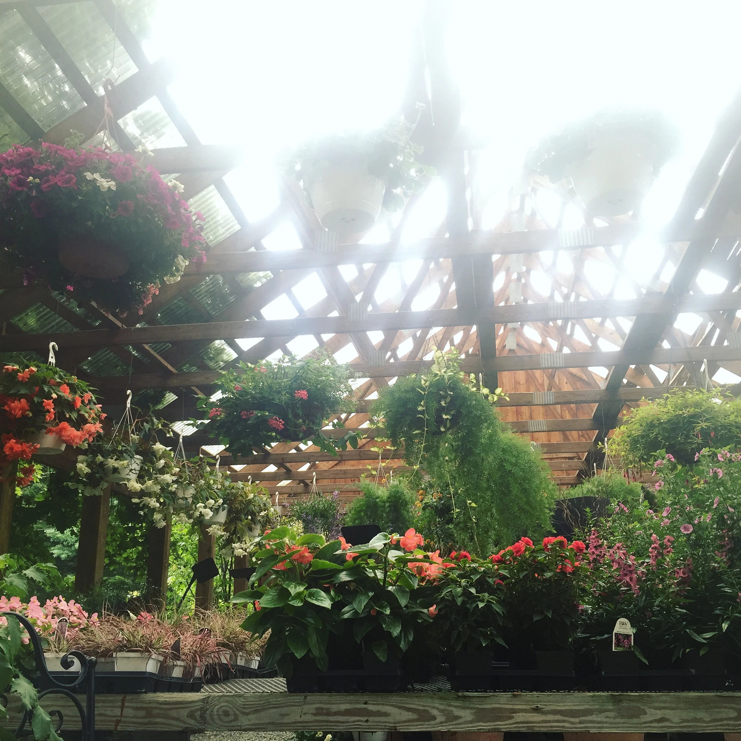 HUGE PLANT SALE AT OUR FARMSTAND!!