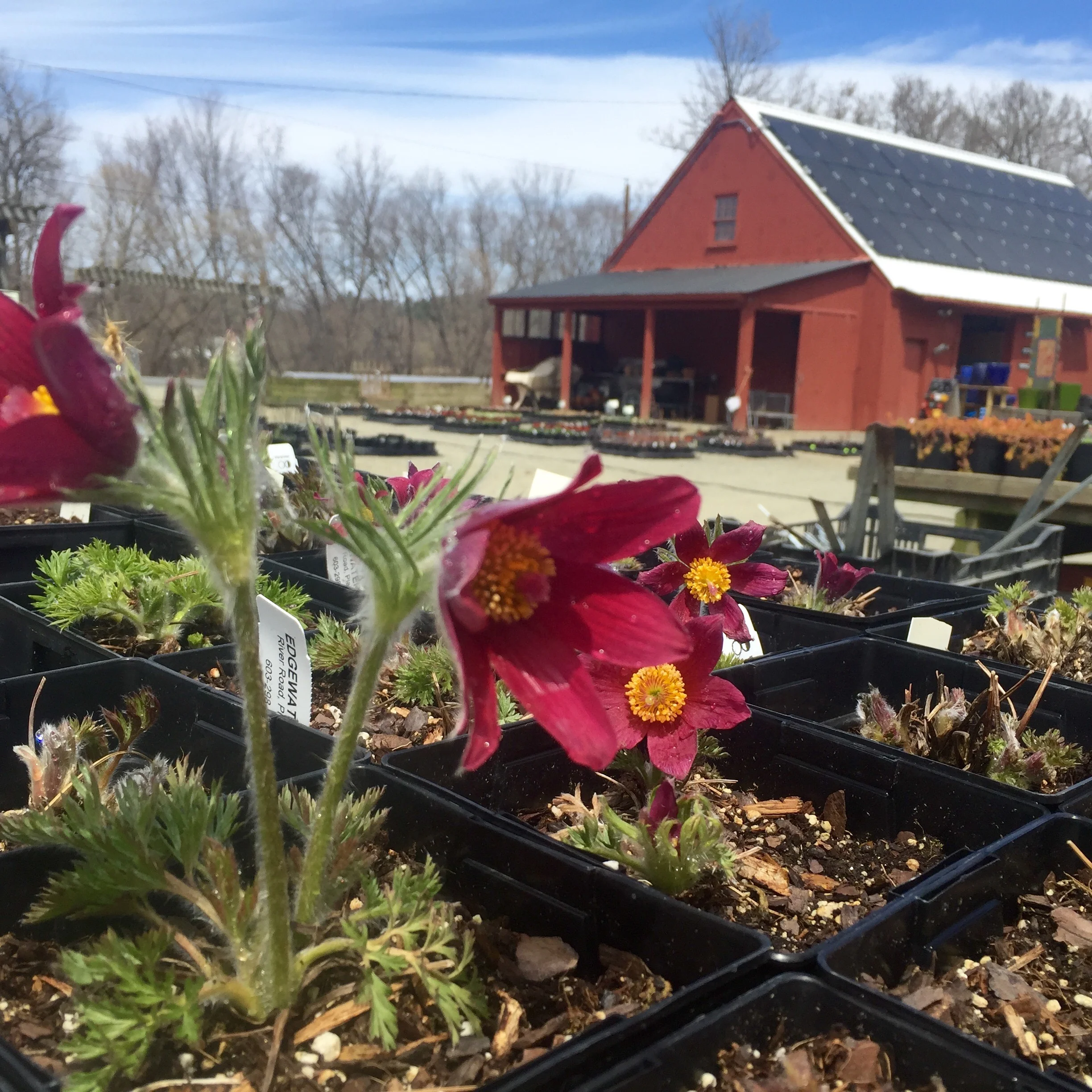 Green House Opening Day!!!