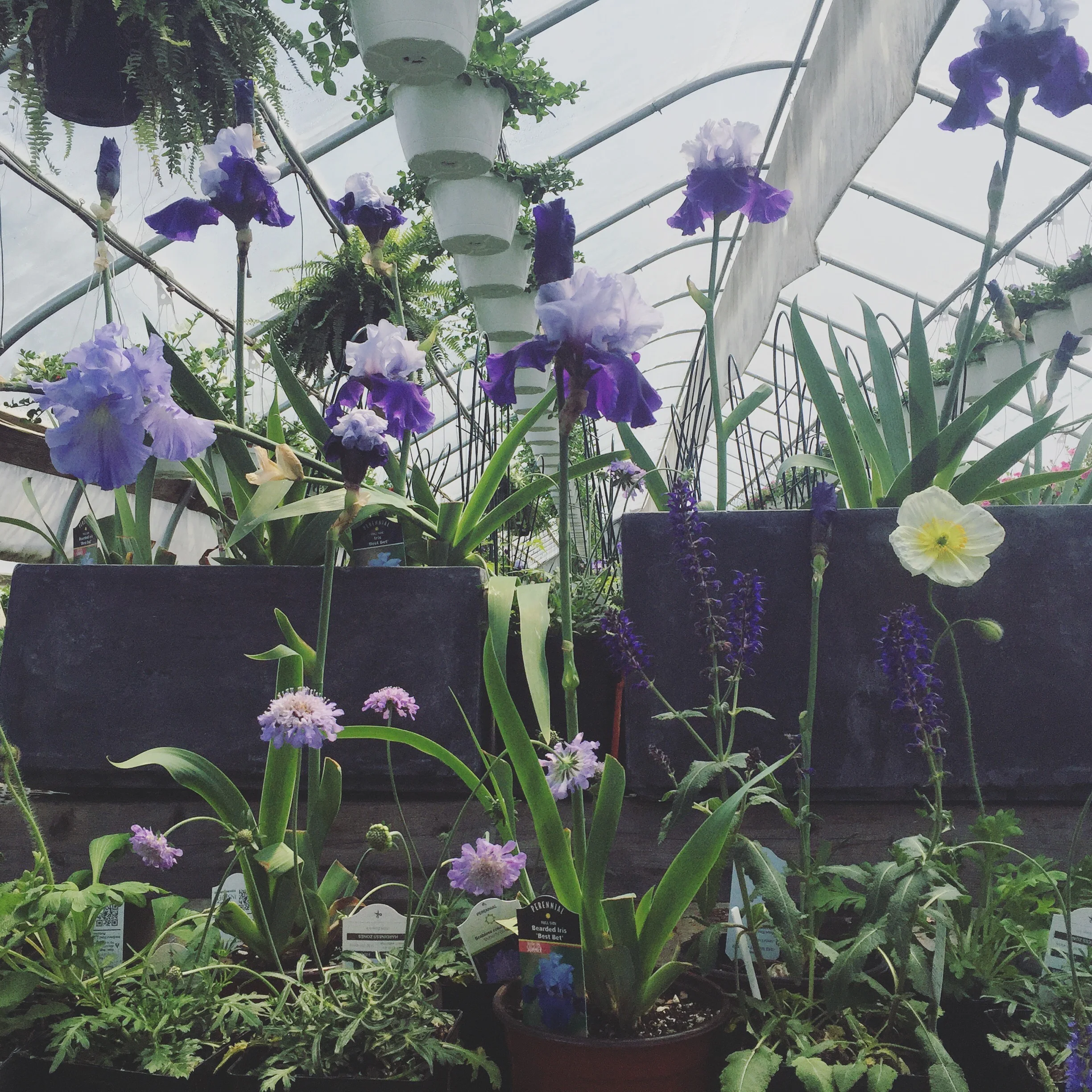 FINAL PERENNIAL SALE OF THE SEASON