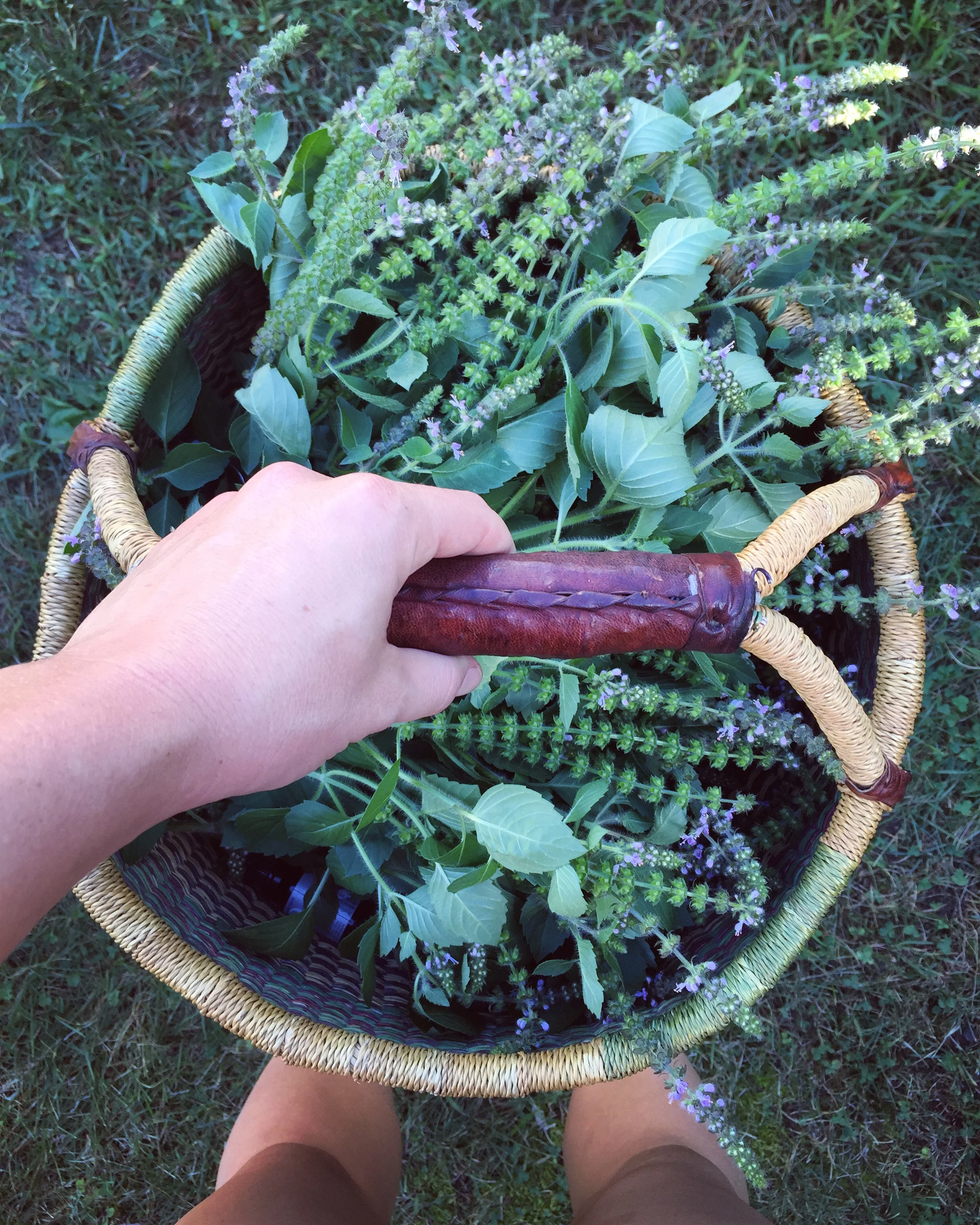 WORKSHOP: Easy to Grow Medicinal Herbs