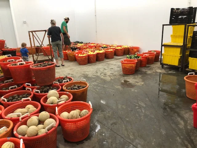 most impressive cooler space with our current summer crops