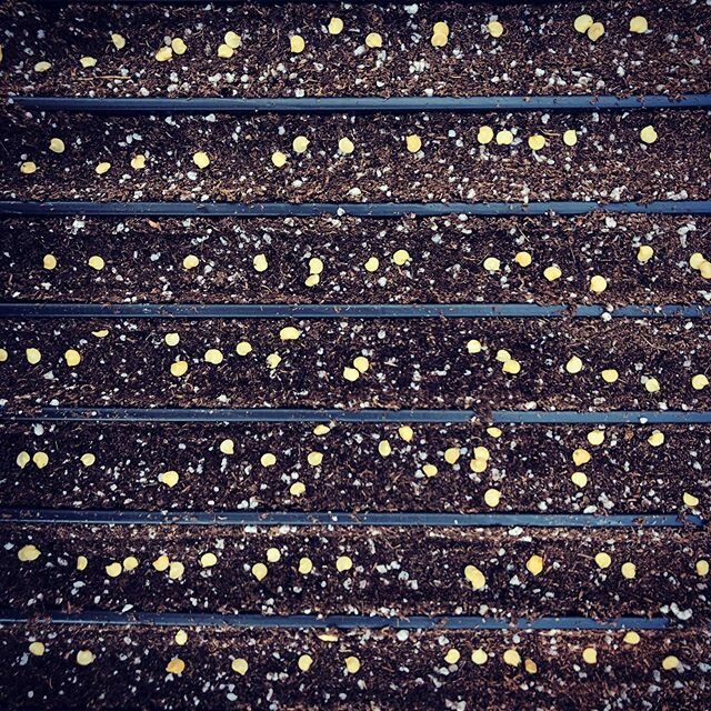So far, the only constellation I see here are future shishito peppers. #seedingseason