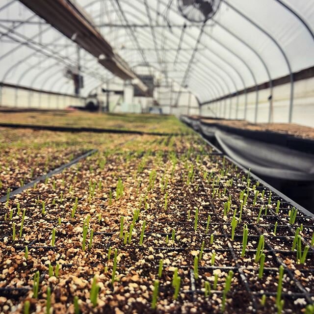 First of the field crops reaching for the sun. Welcome baby onions, we are so happy to see you.✨