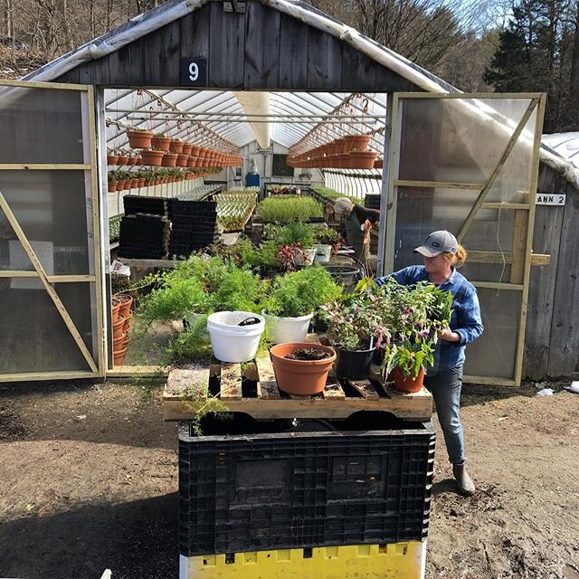 The past week we have received a wonderful amount of phone calls from our loyal customers asking the same question, will we open this Spring? 
Here is our response (though it&rsquo;s rather long... bottomline, STILL FARMING HERE)

Growing plants and 