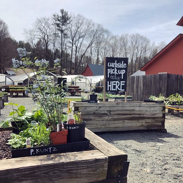 A LOVE LETTER/SHOPPING SCHEDULE TO OUR FELLOW GARDENERS:
Greenhouse open for in person sales every-single-day👊🌱
Mon-Sat: 10-5:30pm
Sunday: 10-4:30pm
CURBSIDE pick up* available Tuesday-Thursday only 10:30-5pm. *Place your orders the day before for 