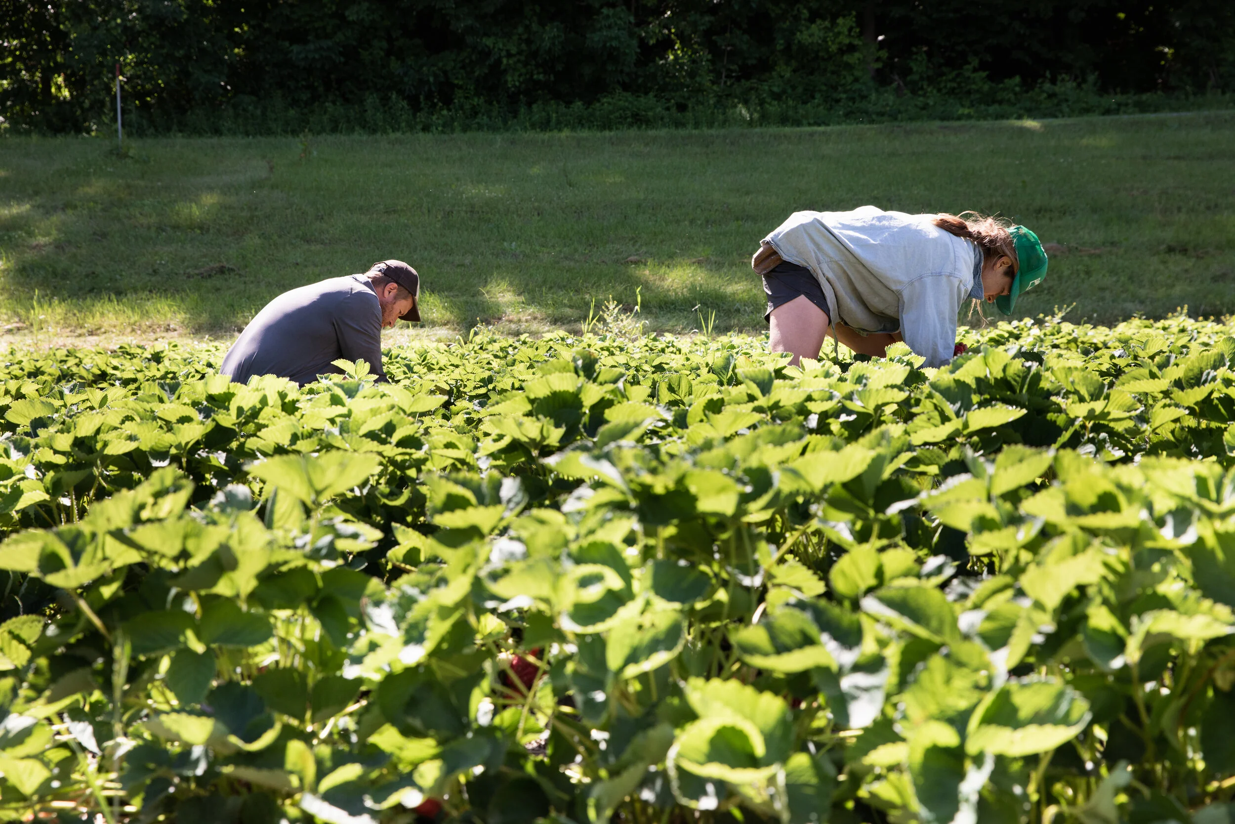 Pooh's Corner — Edgewater Farm