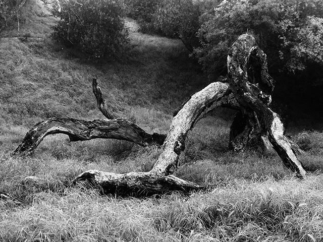 This weeks fascination, fallen trees.