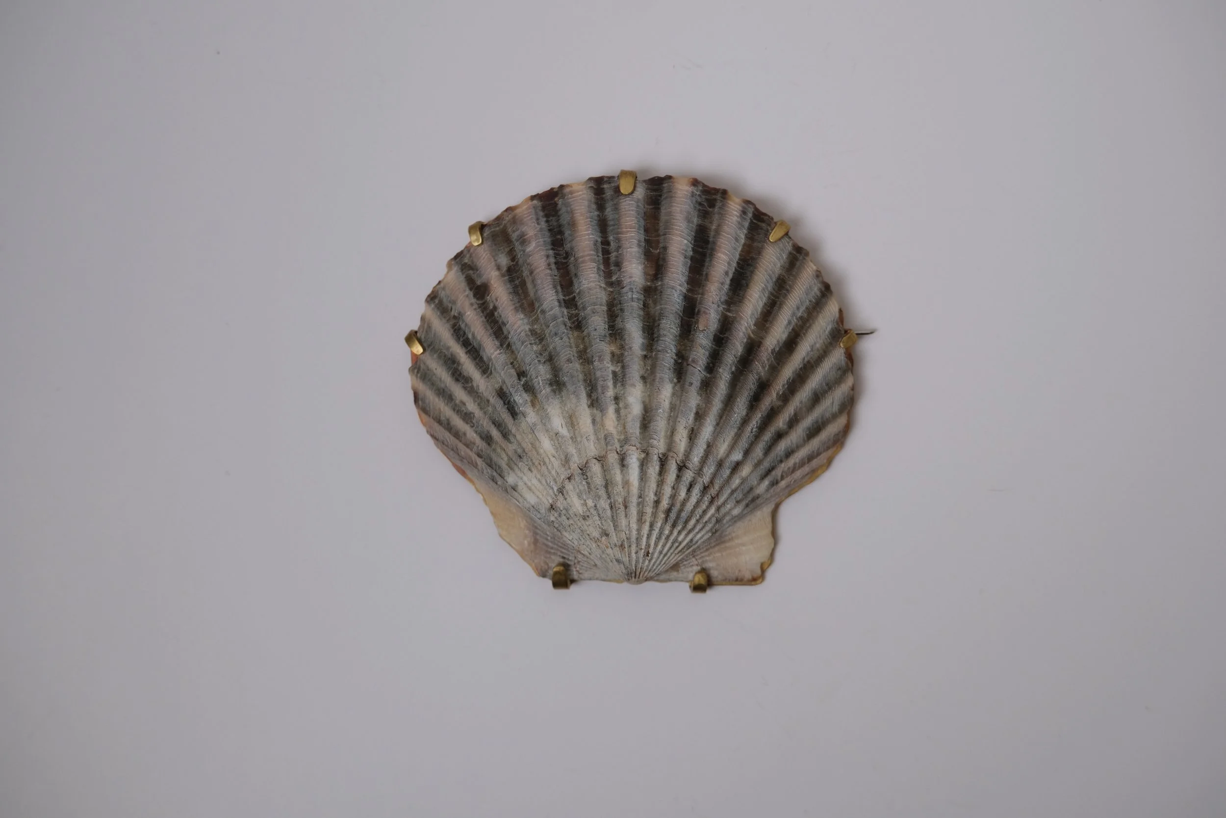 Scallop Brooch