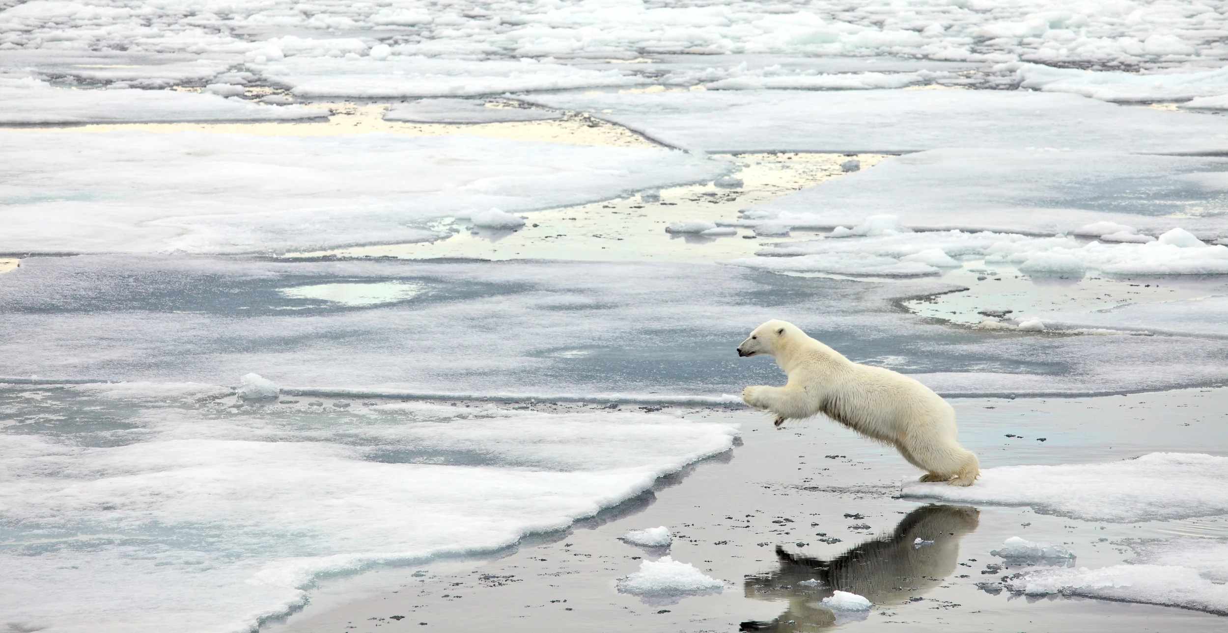 PolarbearLeap.jpeg