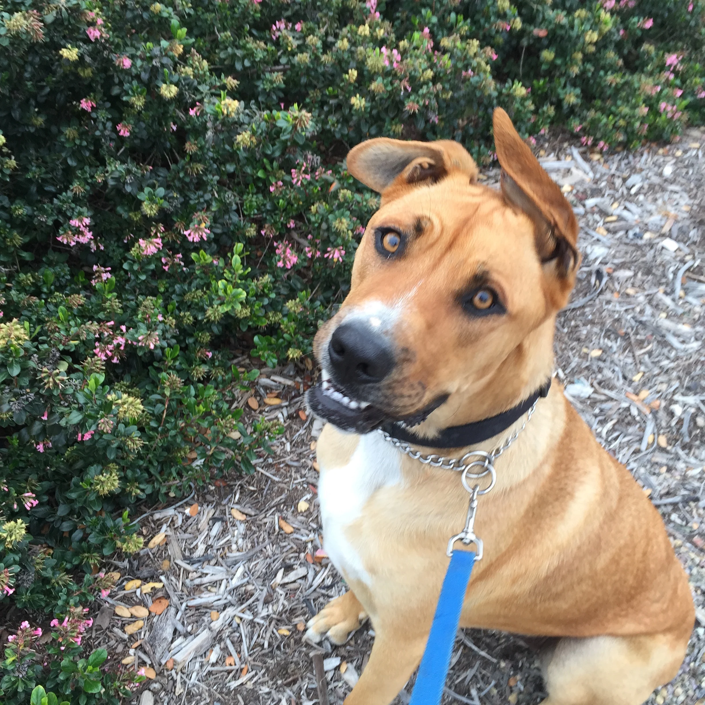 The Story Of Lucky- A Diamond In The Rough