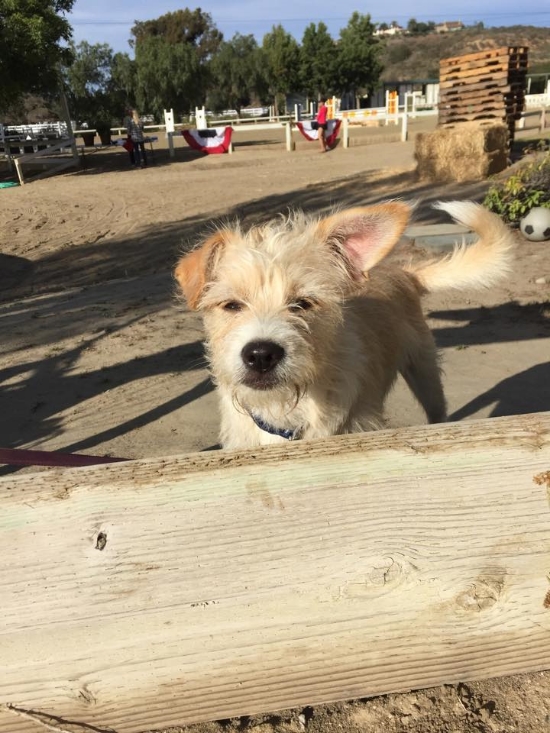 Former Thrive rescue Rowdy, found his forever home. 