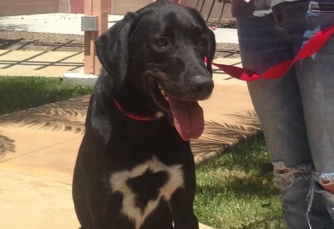  Wiley is a beautiful 5 year old neutered male lab/hound mix.