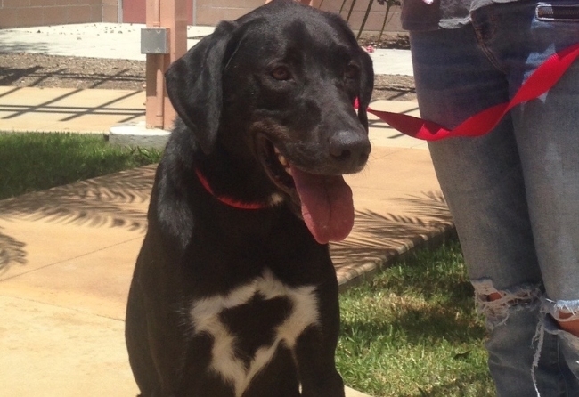 Wiley is a beautiful 5 year old neutered male lab/hound mix.