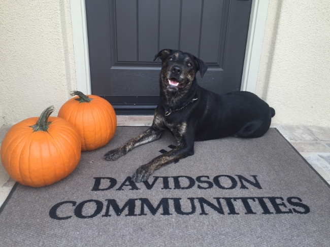 Annie Blueberry is a female Rottweiler mix. Housebroken, good with dogs and children and AVAILABLE!