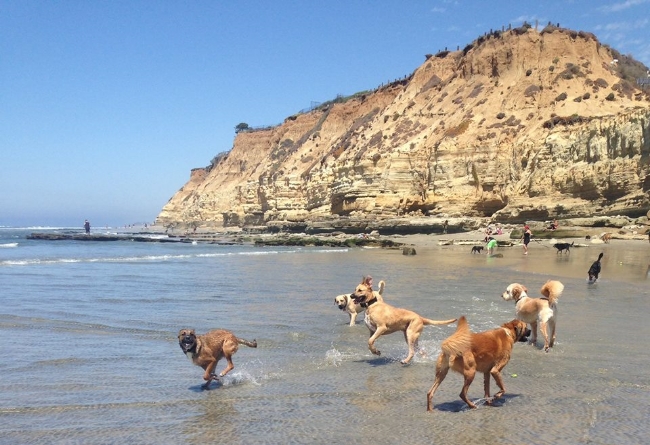 There's nothing like watching the unabashed joyousness of dogs playing off leash. 