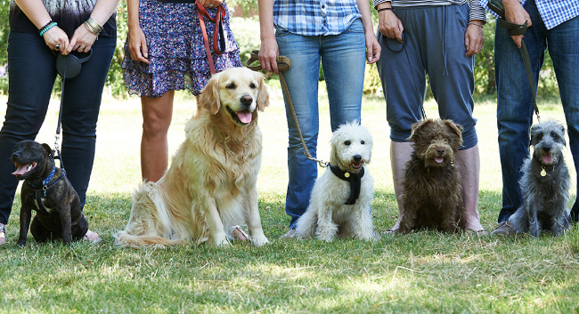 Basic Obedience Class begins June 6th, 11:00 a.m. at Newmarket Farm
