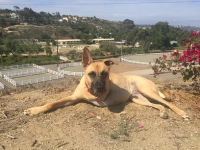 In December of 2014, Thrive was contacted about Emma, a young, healthy Belgian Malinois mix with a severely broken leg in need of amputation. The shelter did not have the resources to pay for her necessary medical care, so the volunteers were looking for a rescue organization to intervene before she was euthanized the next morning. A Thrive volunteer pulled her from the shelter and we paid for the surgery. The family who fostered her during her recovery (founding Thrive member Susie Saladino and Greg Buttner) ended up adopting her as their own after a failed adoption attempt that Emma clearly did not think was a good fit. Shepherds are funny that way. Her hobbies now include hiking, chasing lizards and keeping everyone in line at her forever home in Carlsbad. When she isn't playing, she is involved in community service events which include educating children on the gift of overcoming adversity. 