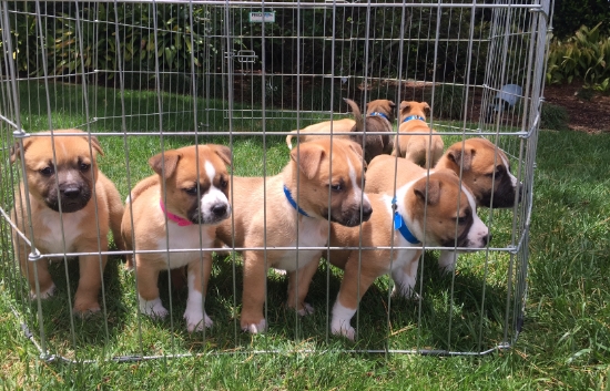 Six weeks old and they look little golden Panda Bears. We think they are Cattle Dog, Shepherd, and pocket Pit .