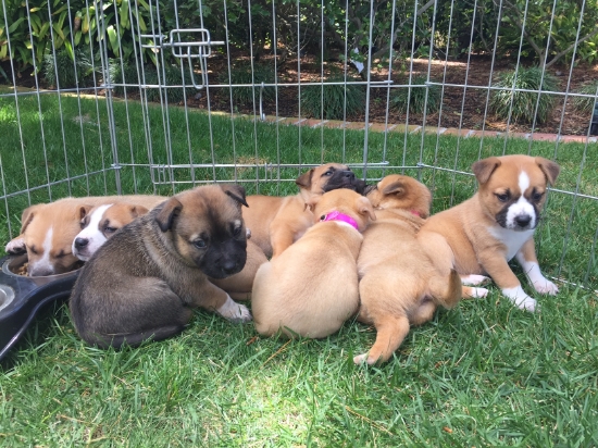 The little dark one in front is named Jerome. He's fat like a piglet and looks very shepherd-ish.