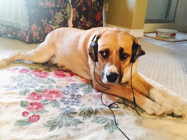 It is natural for dogs to be afraid of loud noises. The sounds trigger their nervous system and they can become anxious and afraid. Running away from the noise is a survival instinct. 
