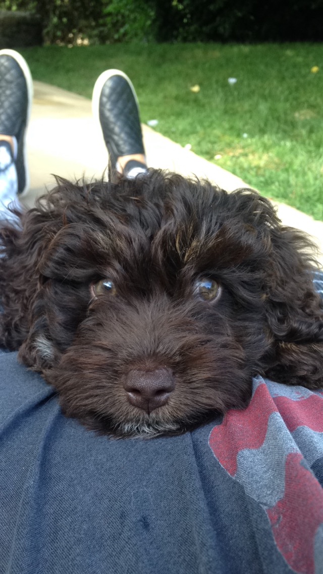 Harvey