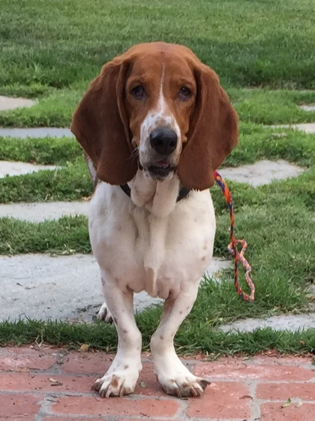 Betsy Basset