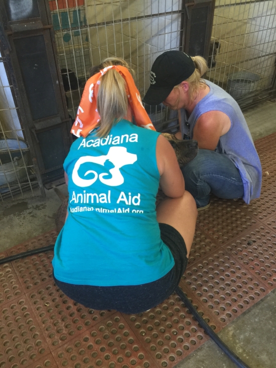 Melinda Souder Falgout of Acadiana Animal Aid doing on-the-spot heart worm testing at a shelter with higher than 90% euthanasia rate.
