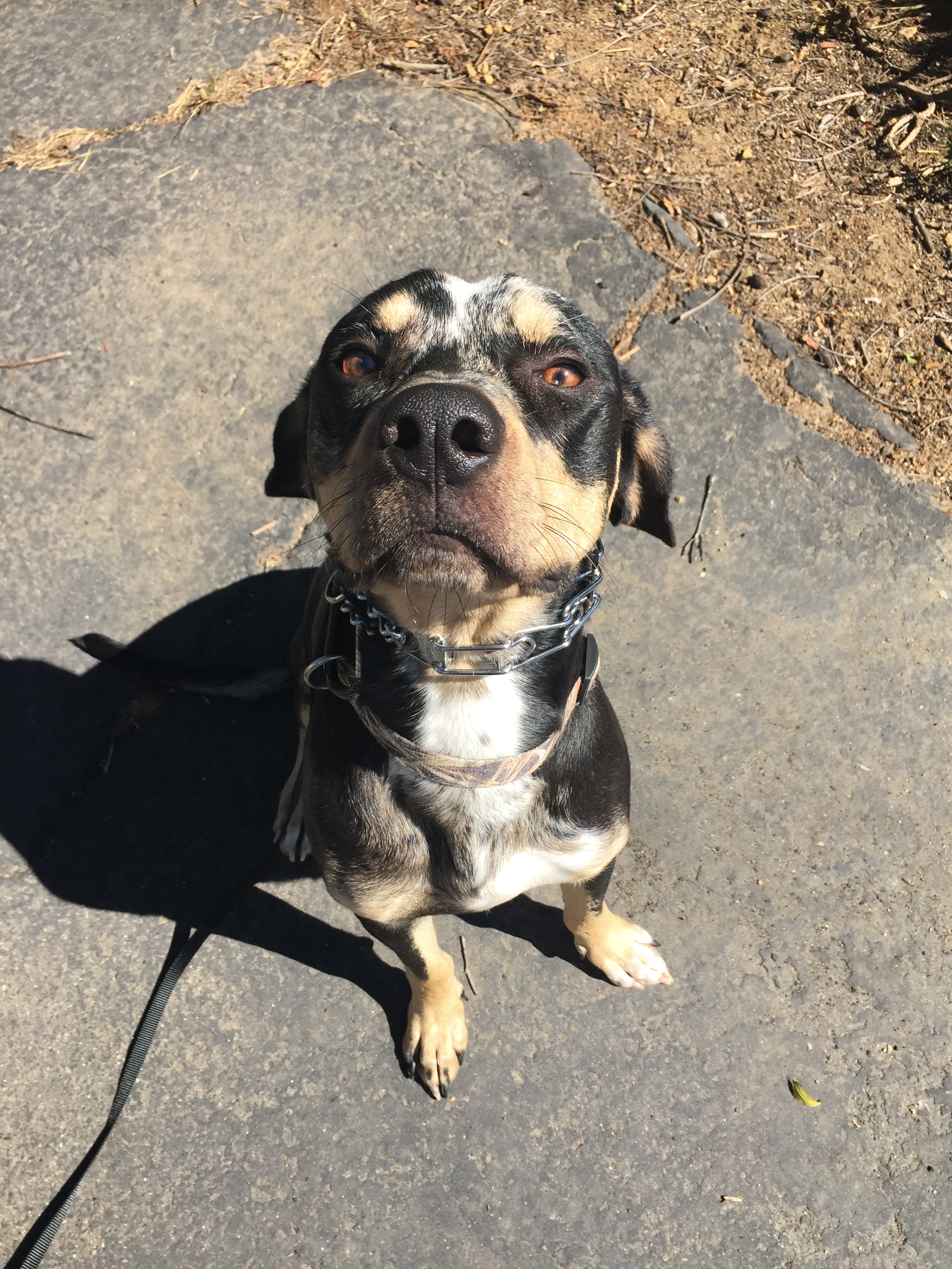 Dozer