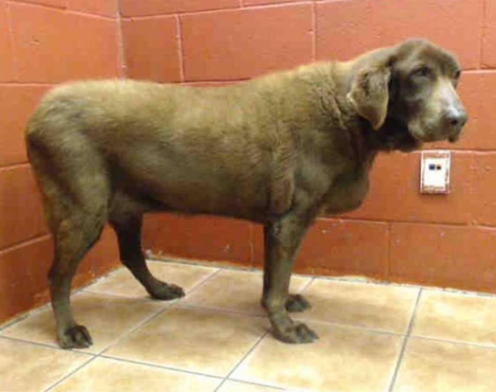 Reduced to a number, A5035722 went from the home she'd lived in for 14 years to cage D520.