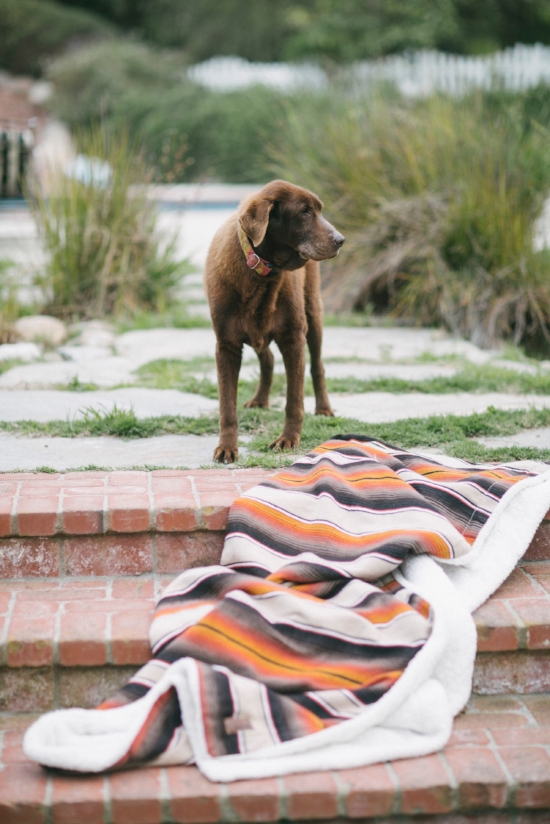 Three months after being abandoned, Doris is healthy, happy and living the life every old dog deserves. 