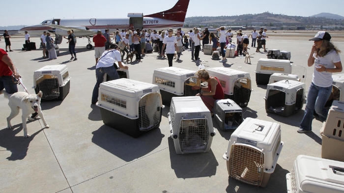On Sept. 21st 2016, 65 dogs landed at Gillespie Field as part of a rescue effort taking them out of flood-stricken Louisiana and placed into loving homes.