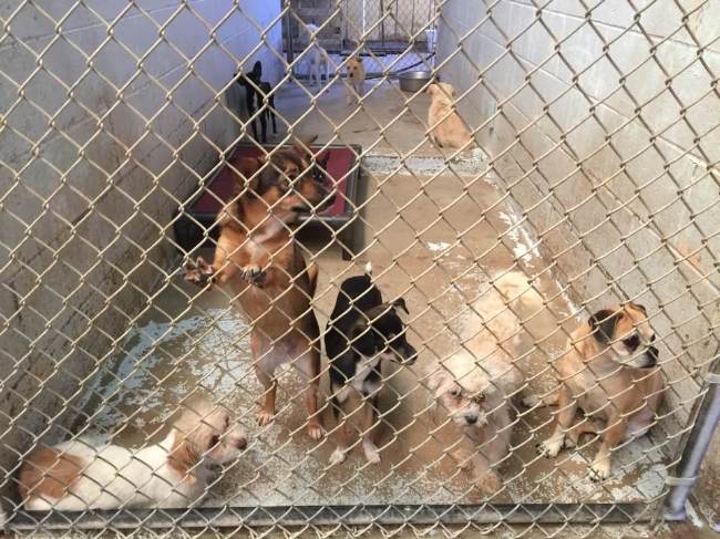 The Dog Days of El Centro — Thrive Animal Rescue