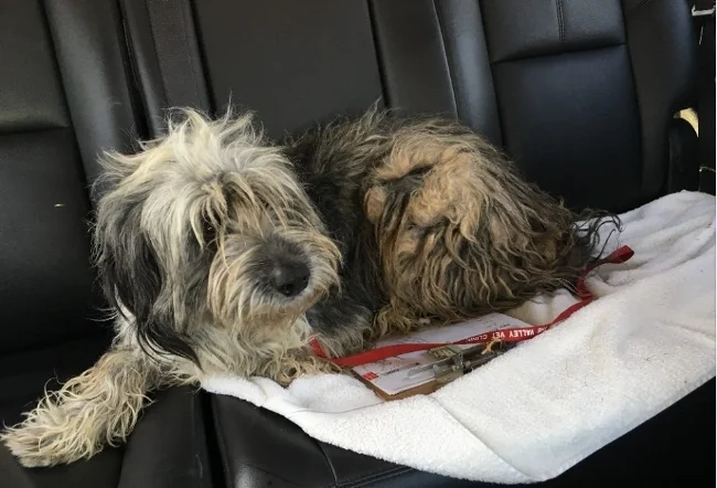 A bath and haircut can make the difference between a dog being miserable and homeless to happy and adoptable. 