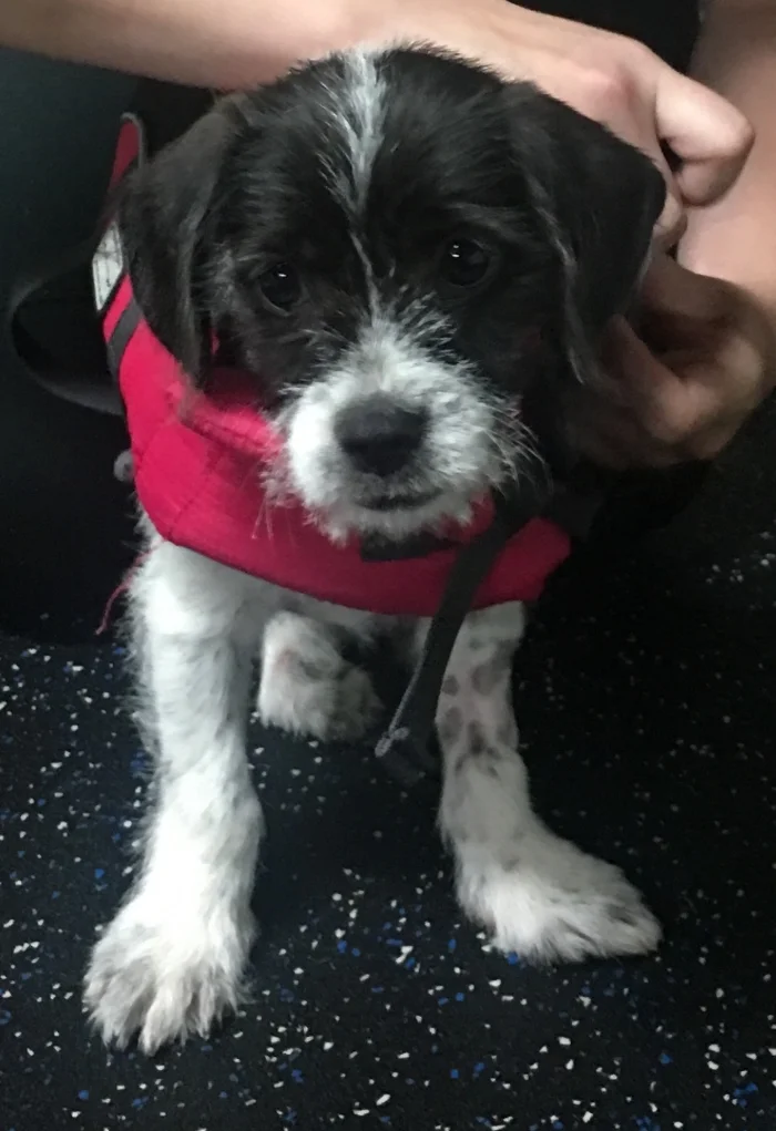 Chance, an 11 week old Terrier, came to us paralyzed and in need of costly diagnostic work, physical therapy and medical care. It is only through our ongoing fundraising efforts that dogs like him can be given what they need to thrive .
