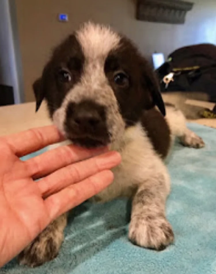 Meet Checkers, one of SIX German Shorthair Pointer/Blue Heeler mix puppies that will be heading our way! 