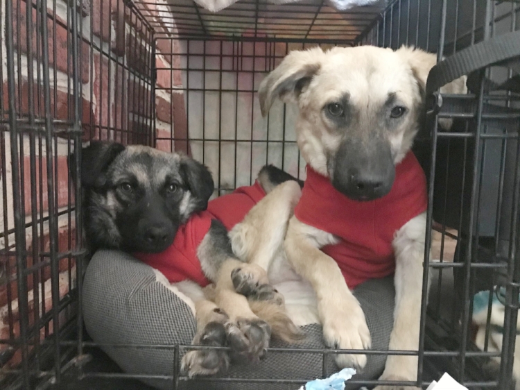 Velma (back) and Daphne (front) at 10 weeks of age, straight off the van from Mexico.