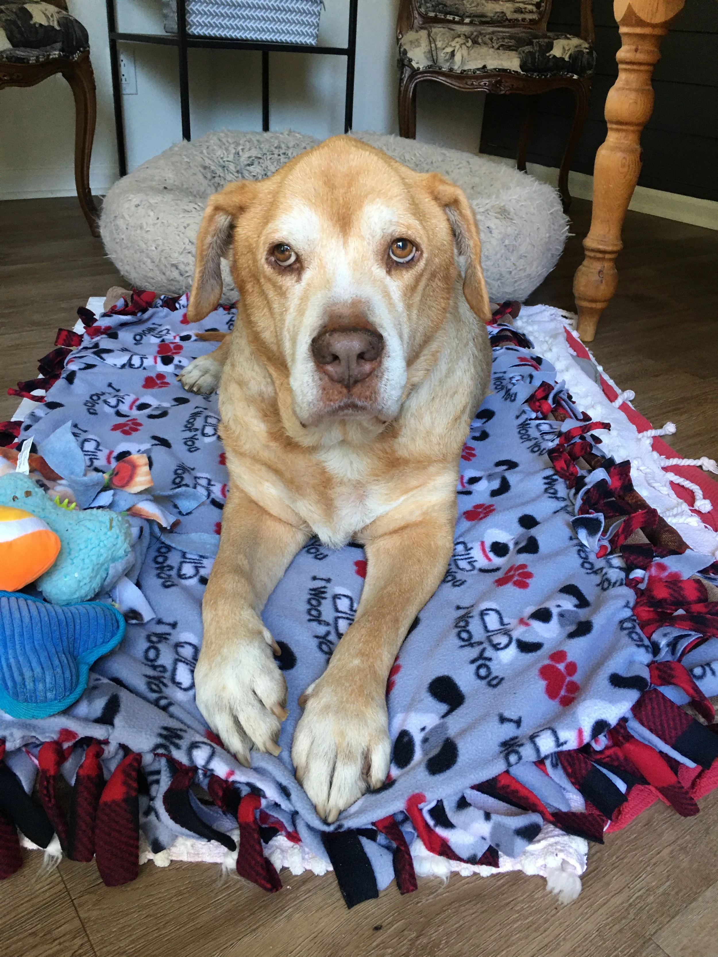 Big Daddy- Male, 10 years, 50 lbs.
