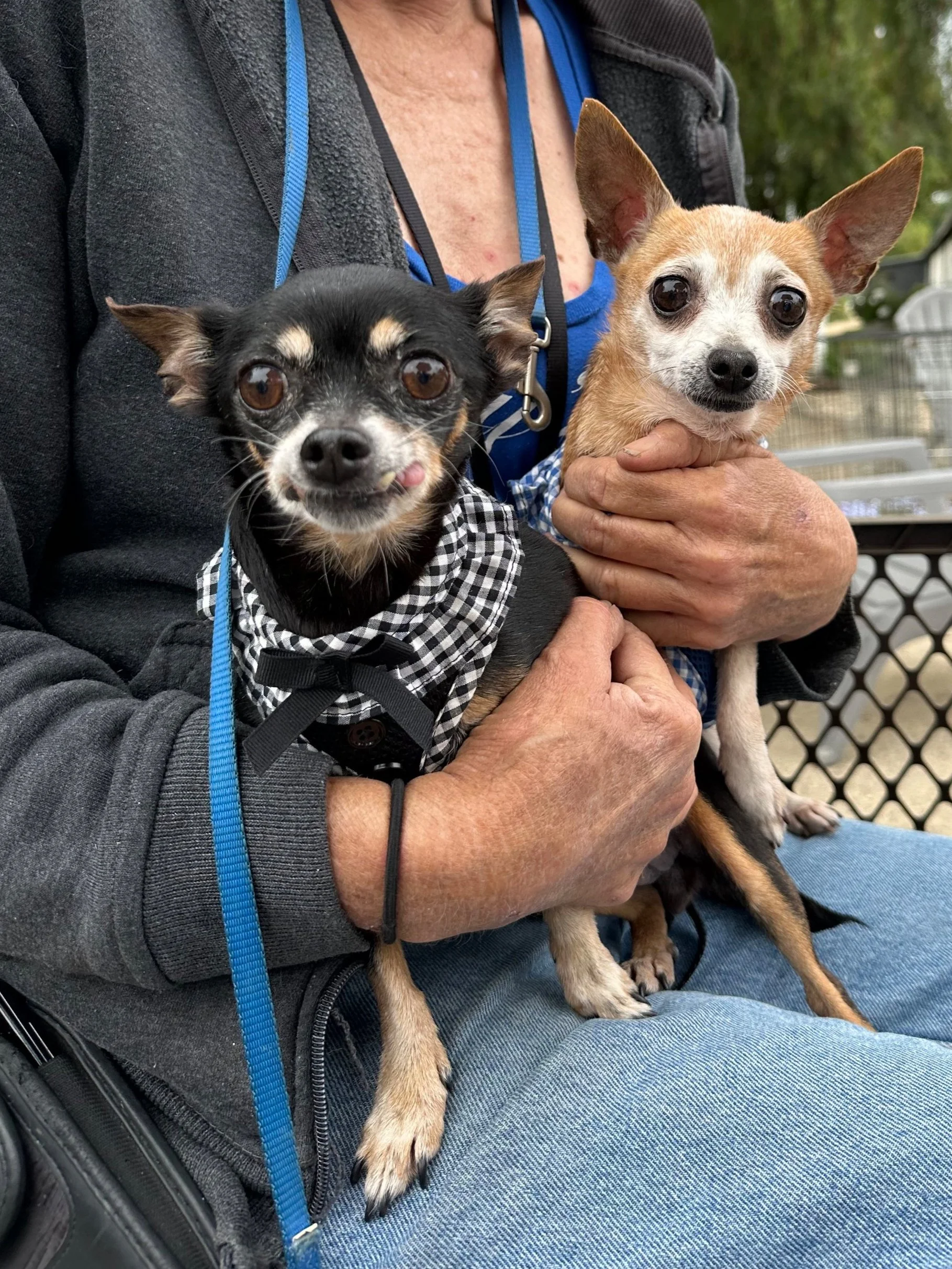 Bonded Seniors, Baby Female age 7 and Violet Female age 10.